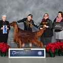 Sporting Group: 	GCHS CH Galewinns Bringing Down The House, Irish Setter